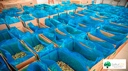 Brazil nuts, trading, export, Ecofruit nut, almond. Market, Bolivia, brazil nut kernels